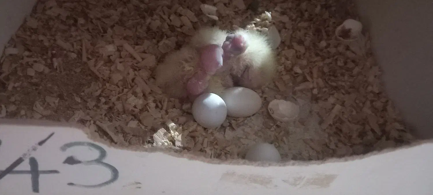 عروس هلندی مولد نر سخنگو|پرنده|مشکین‌دشت, |دیوار