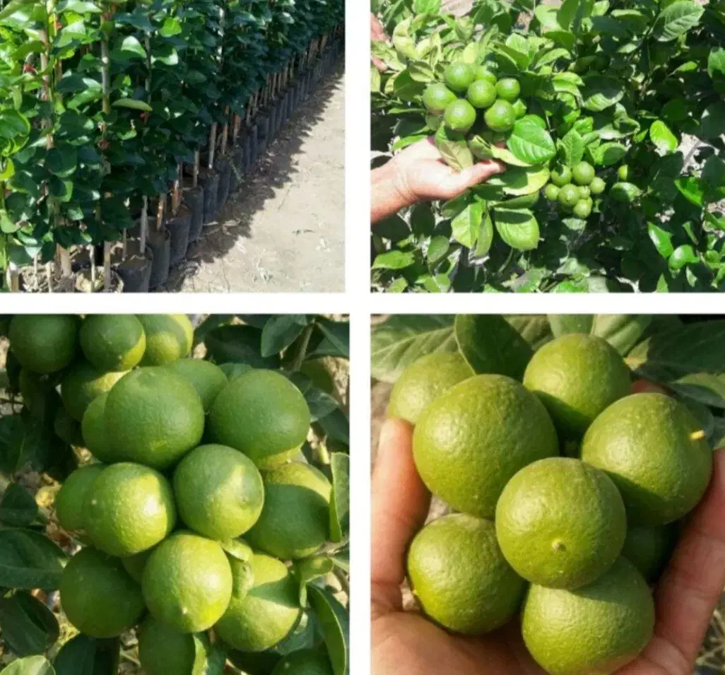 انواع نهال های بروز پربار|خدمات باغبانی و درختکاری|جهرم, |دیوار