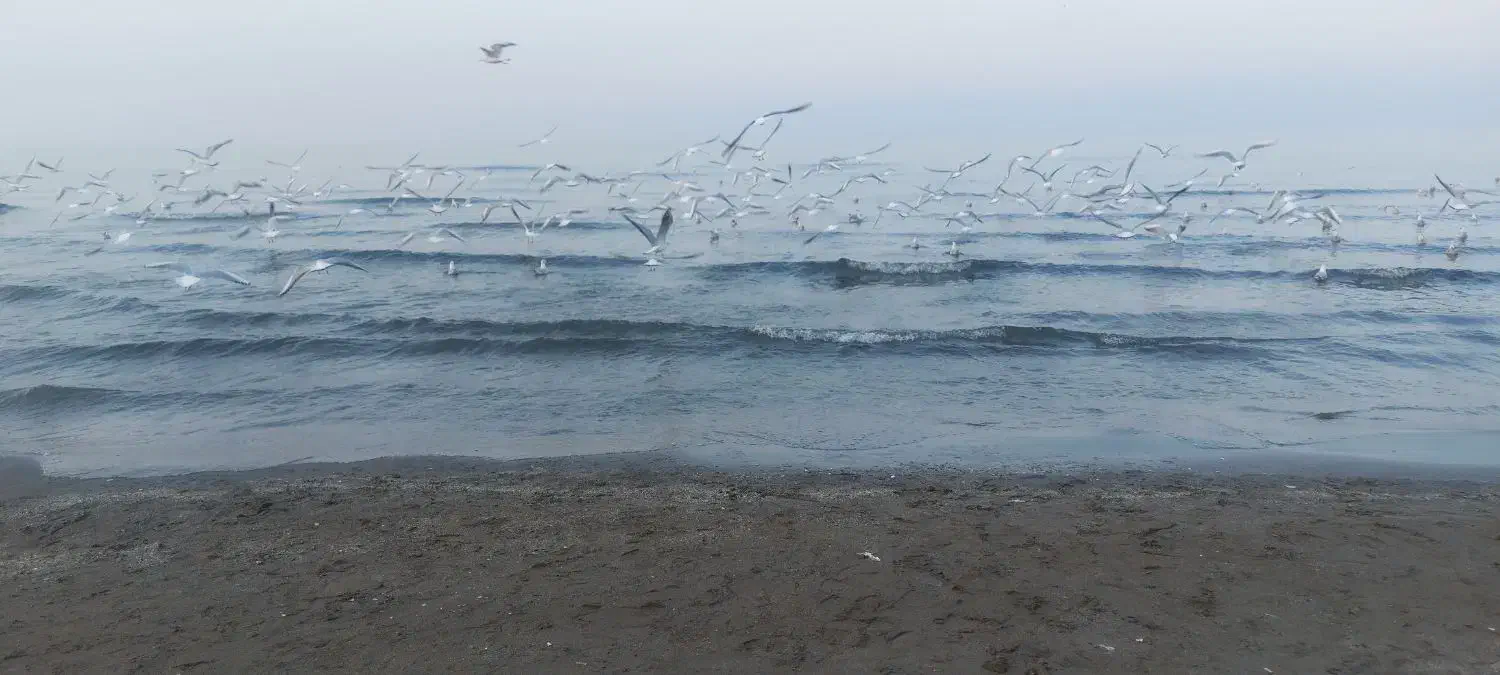 بلیط استخر نیلوفر|بلیت ورزشی|بیرجند, |دیوار