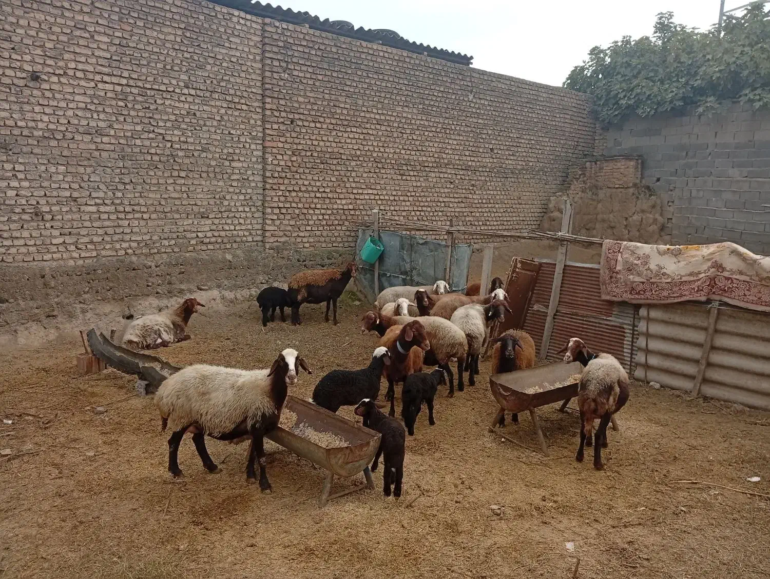 چند عدد گوسفند جوان با بره و بدون بره بفروش میرسد|حیوانات مزرعه|گرگان, |دیوار