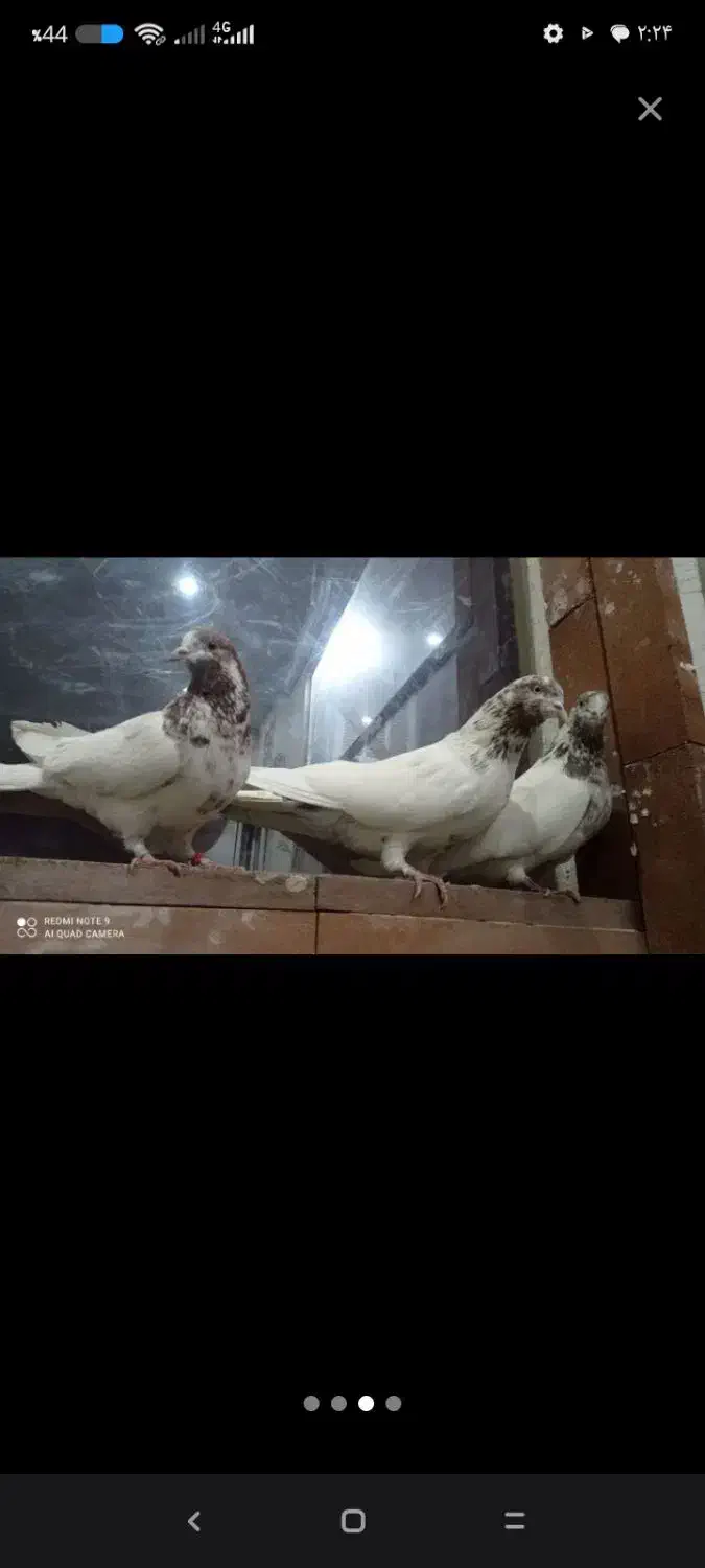 کبوتر|پرنده|تهران, فلسطین (میدان انقلاب)|دیوار