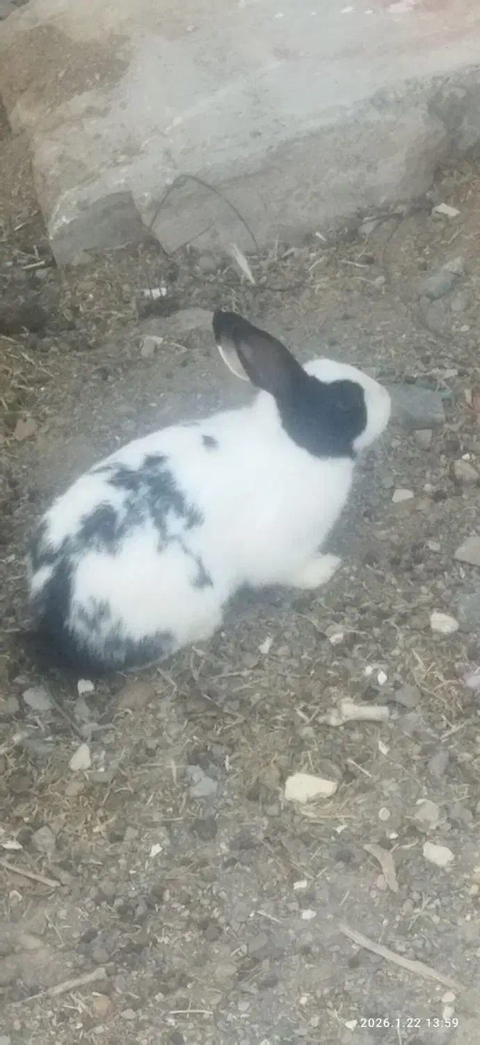 خرگوش چشم قرمز|موش و خرگوش|رفسنجان, |دیوار