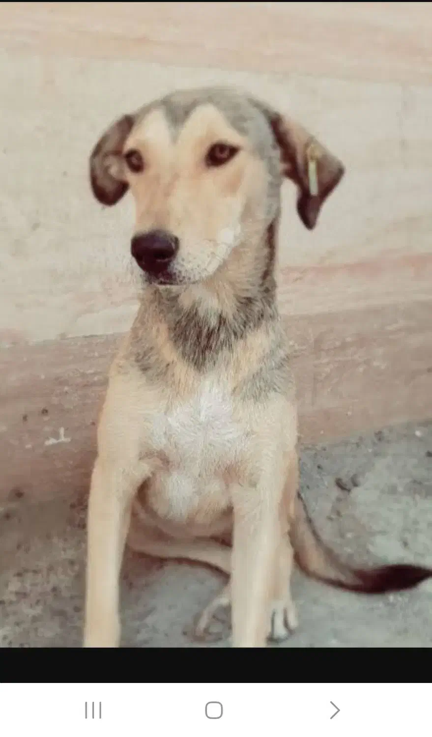 سگ پیداشده|سگ|رفسنجان, |دیوار