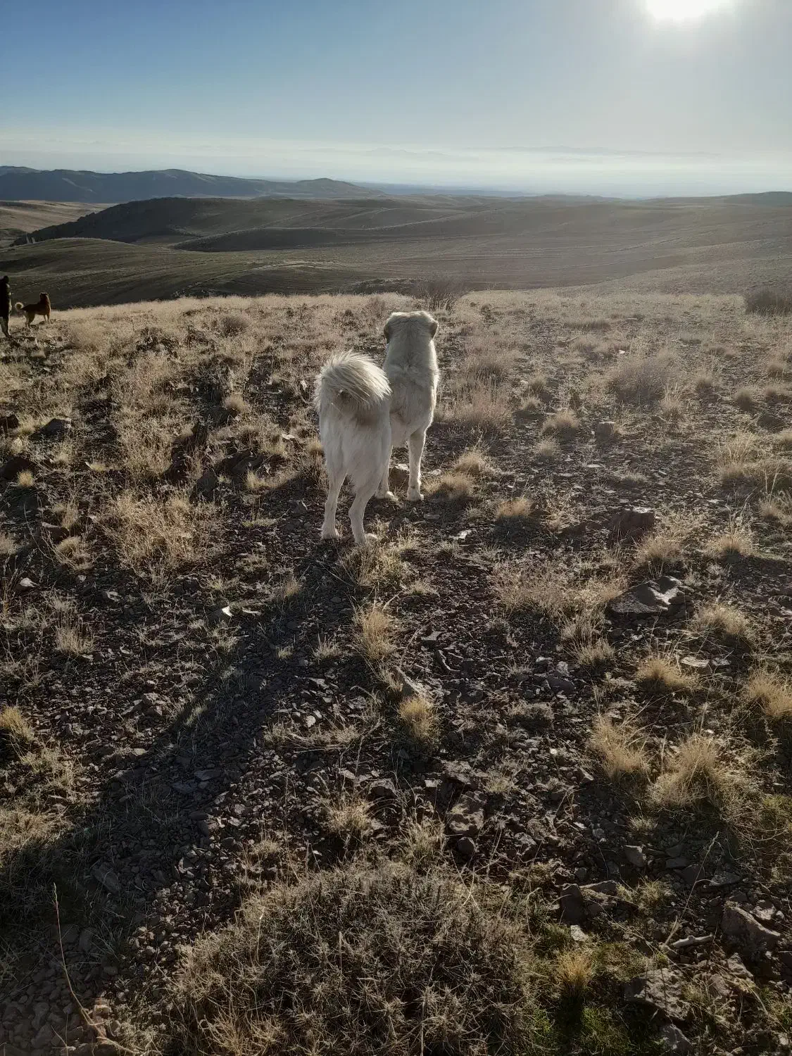 حیوان|سگ|کاغذکنان, |دیوار