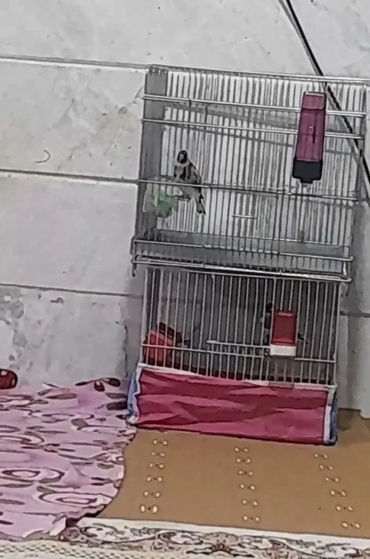 سره رسمی نر جوجه قفس،حلقه پا،ویه ماده مست جوجه قفس|پرنده|اسلامشهر, شهرک سالور|دیوار