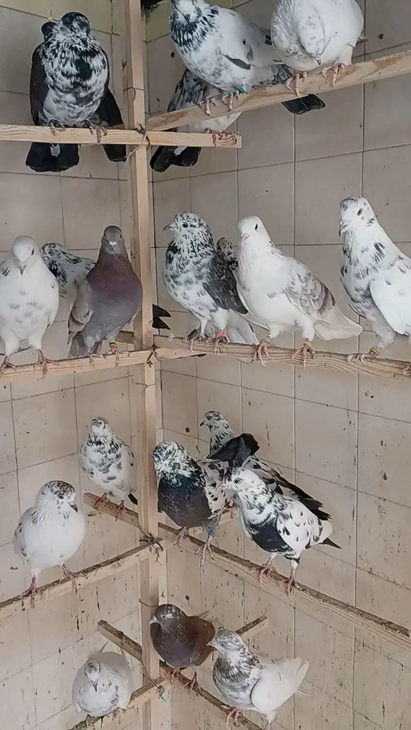 کبوتر.کفتر.شهرستانی (زوردار)|پرنده|کرمانشاه, |دیوار