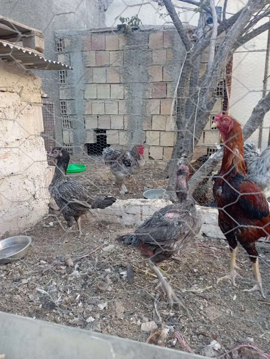 مرغ خروس لاری|حیوانات مزرعه|مشهد, شهرک بهارستان|دیوار