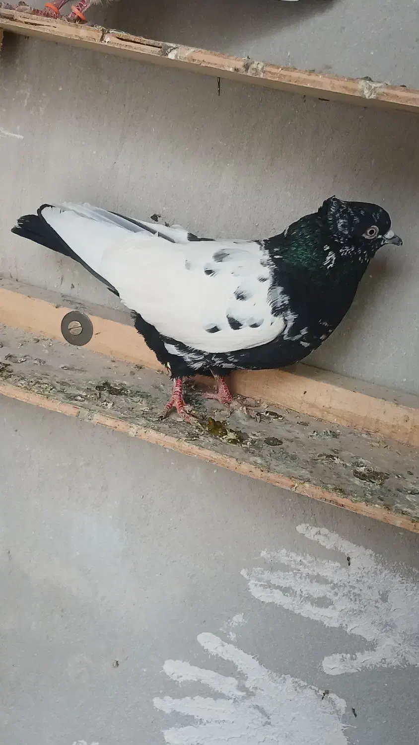 کبوتر|پرنده|اردبیل, |دیوار