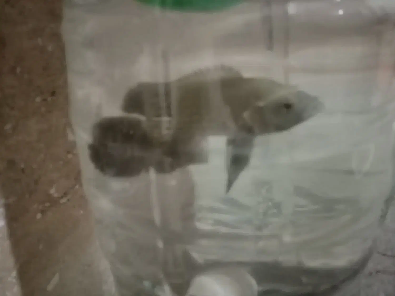 یک عدد اسکار سلطنتی|ماهی|تربت‌حیدریه, کوی شهید احمدزاده ملکی|دیوار