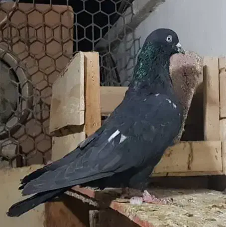 تاپ|پرنده|مسجد سلیمان, |دیوار