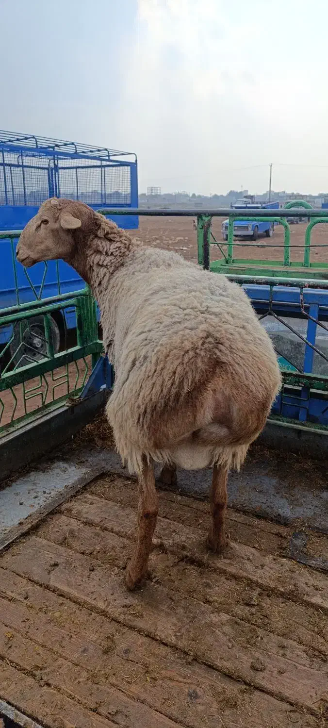 بره قوچ چینی|حیوانات مزرعه|کوهدشت, |دیوار