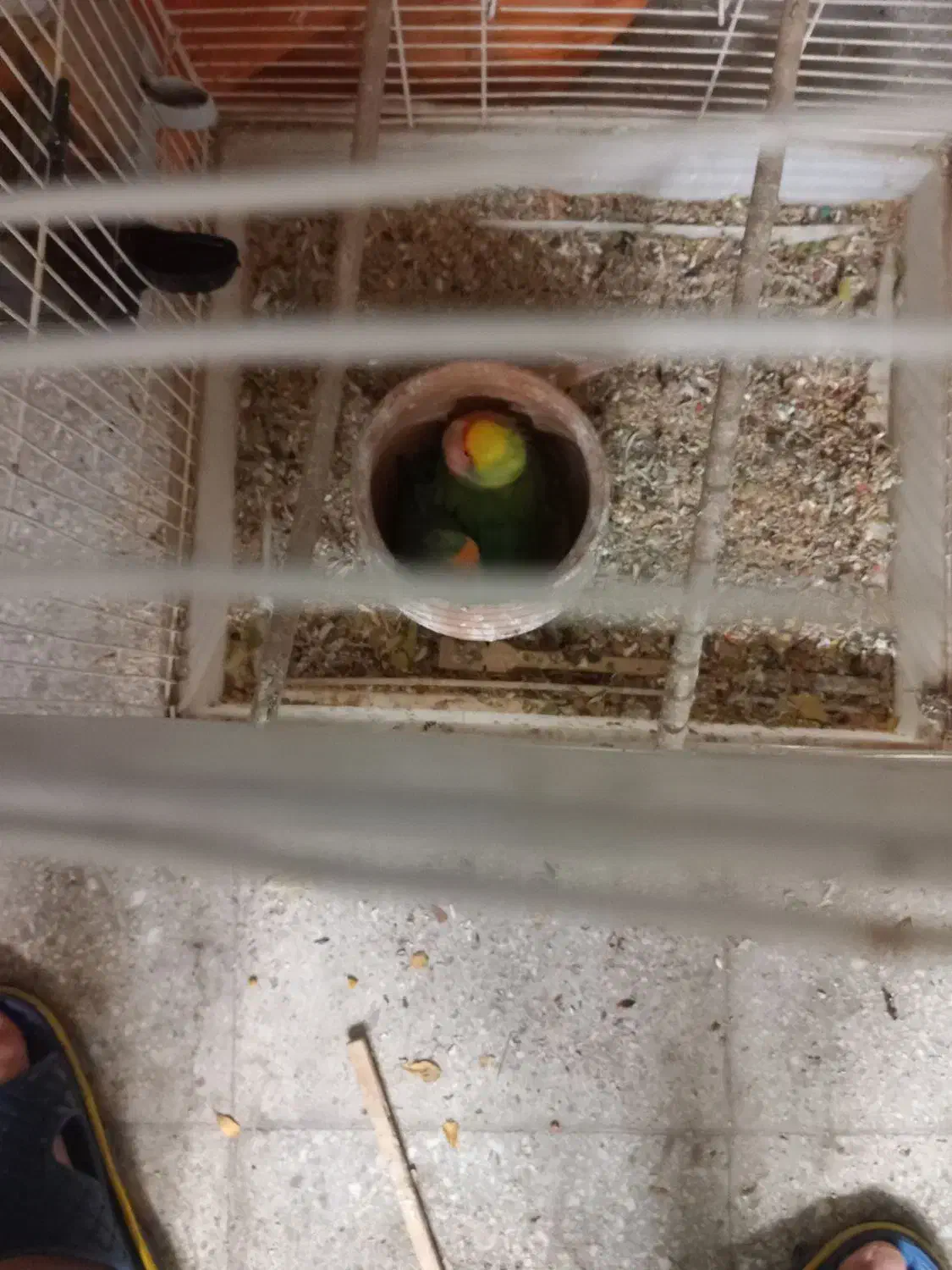 دو عدد کوتوله بالغ و مولد|پرنده|قم, باجک دو|دیوار