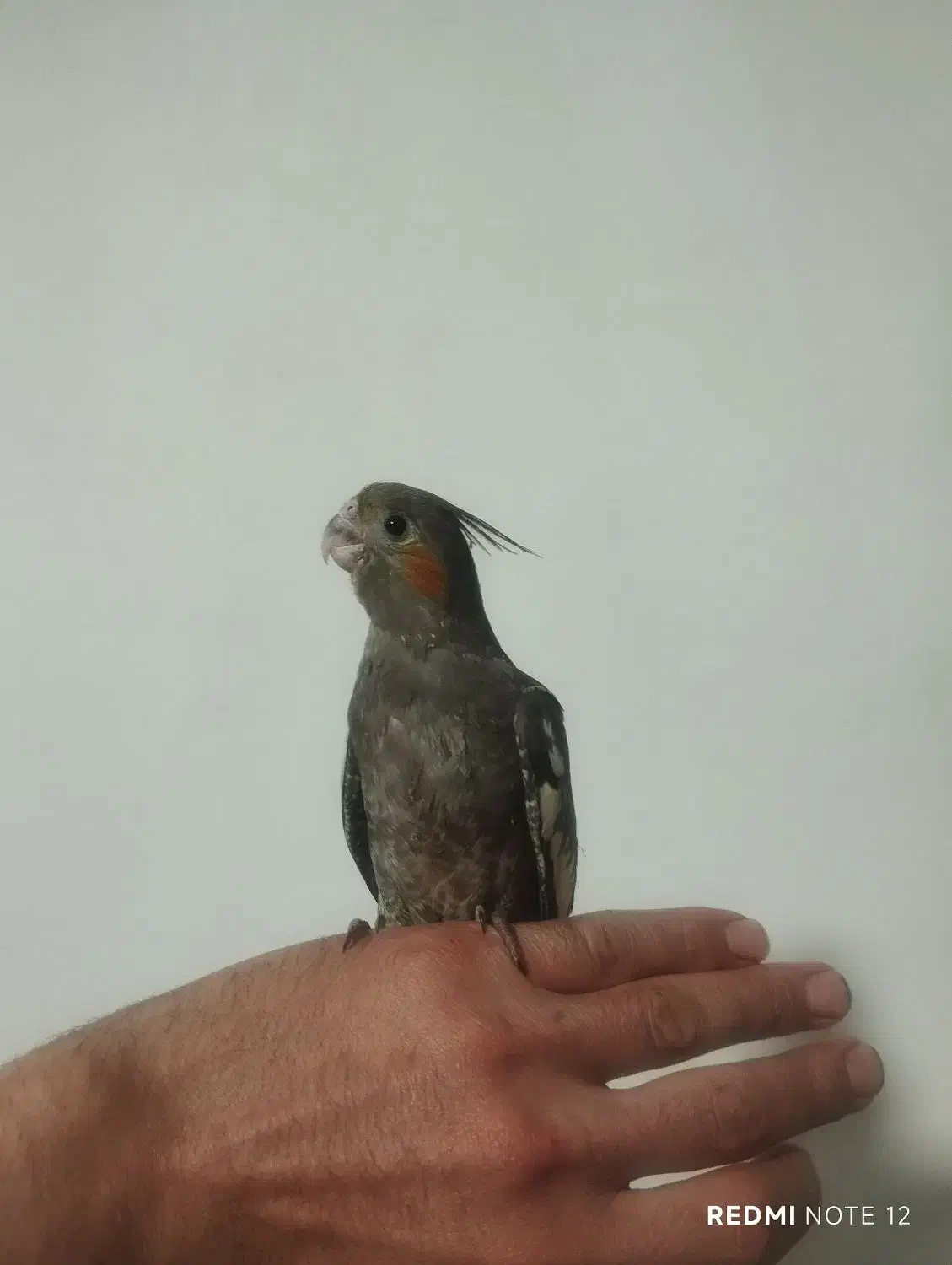 جوجه عروس هلندی نر|پرنده|شاندیز, |دیوار