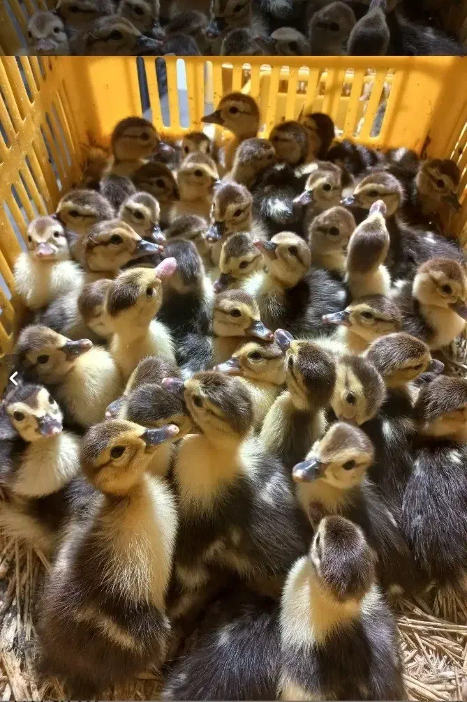 جوجه غاز و غو غاز و تخم غاز نطفه دار|حیوانات مزرعه|ماهدشت, |دیوار