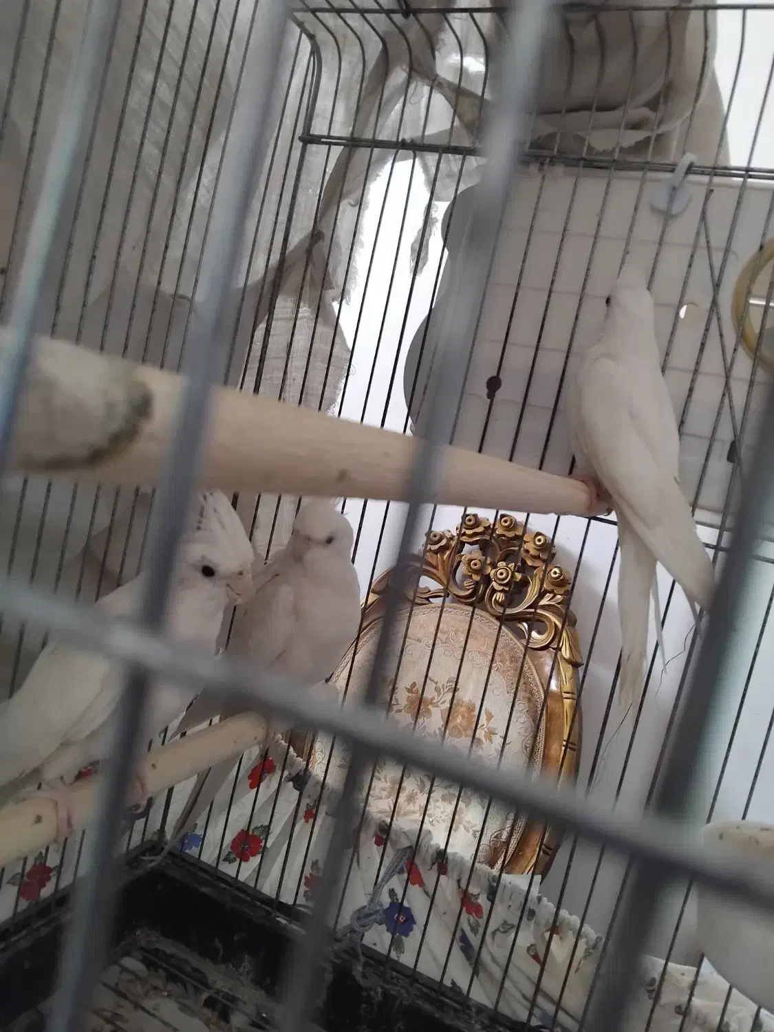 عروس هلندی|پرنده|جوادآباد, |دیوار