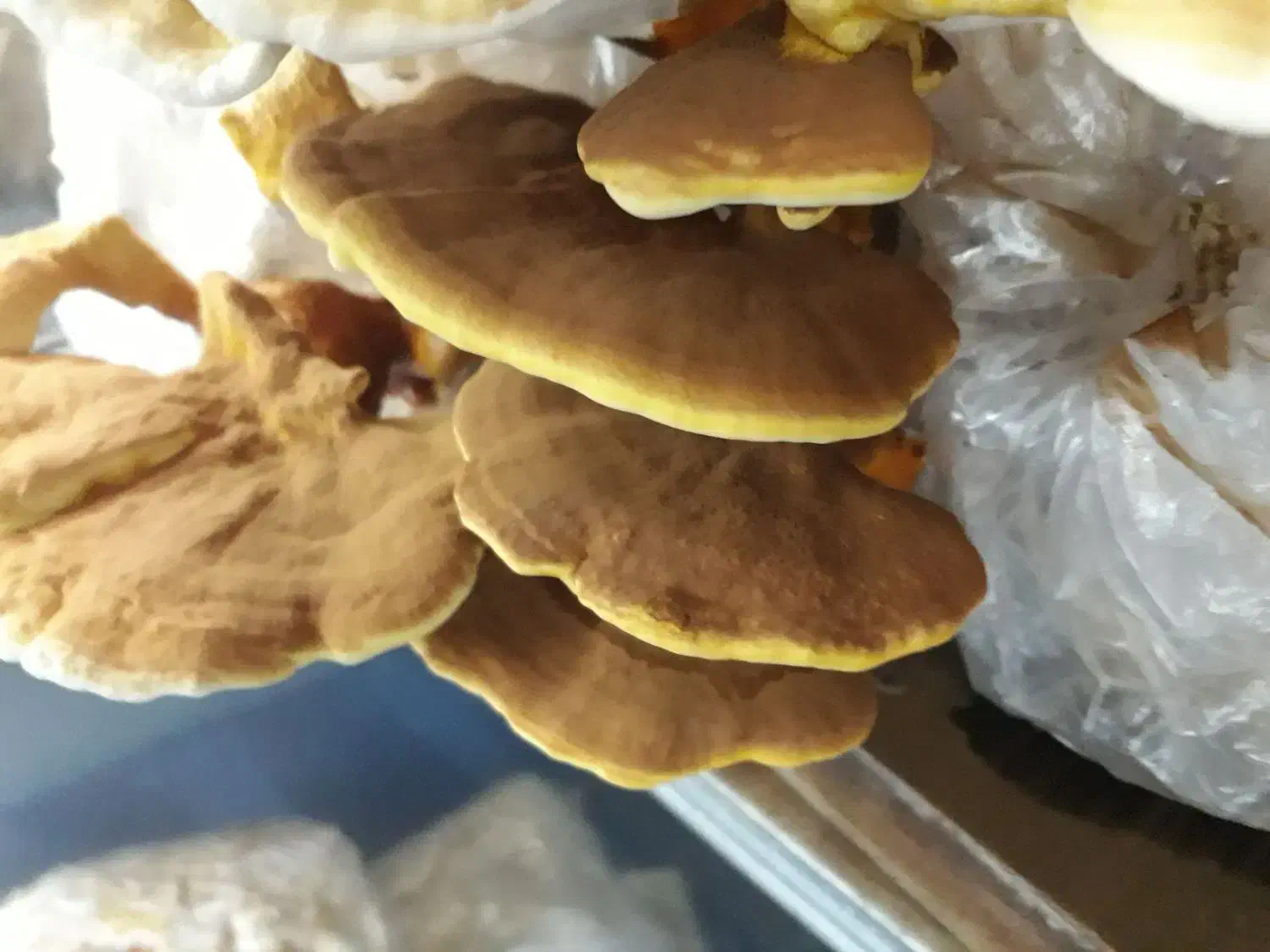 قارچ شیتاکه بهبود زگیل تناسلی|آرایشی، بهداشتی، درمانی|رشت, بازار|دیوار