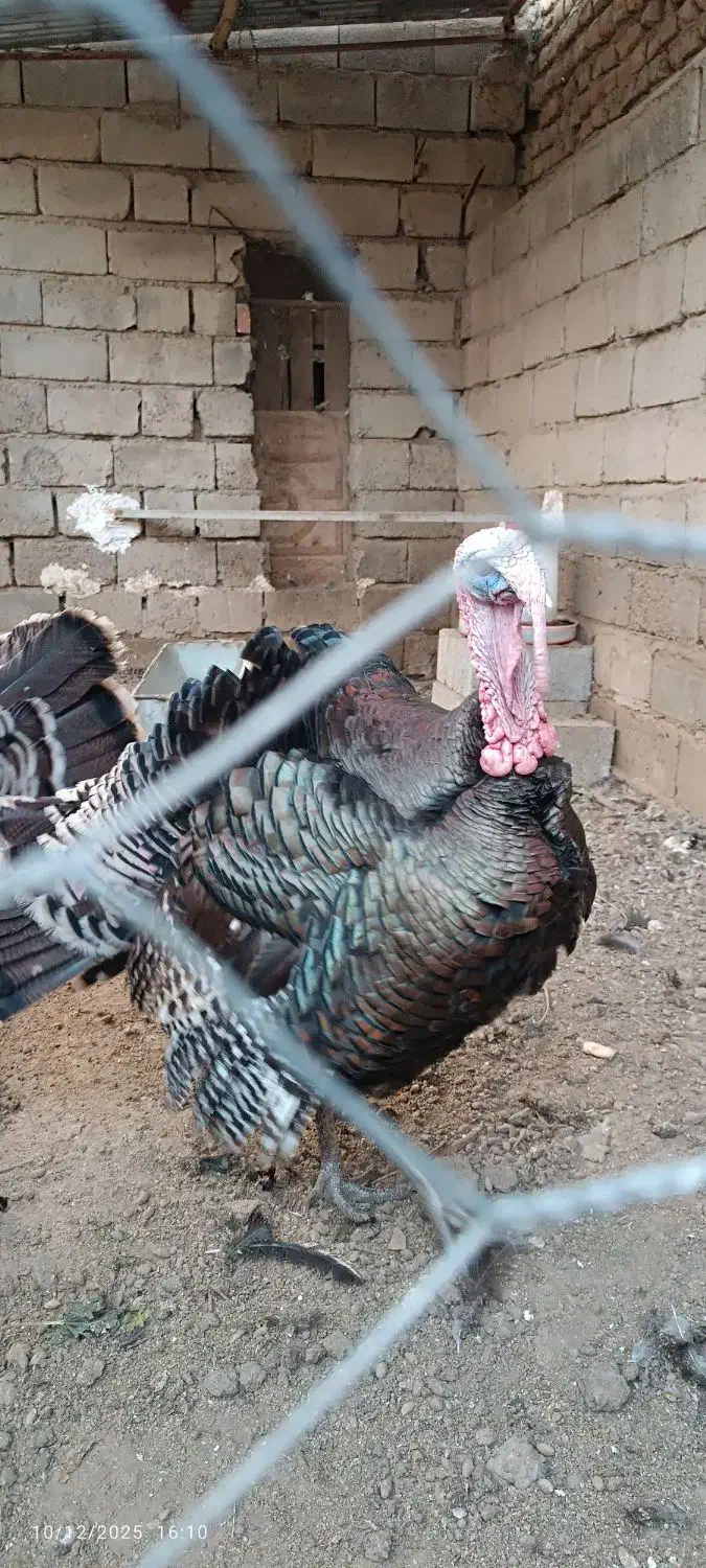 بوقلمون نر|حیوانات مزرعه|گنبد کاووس, |دیوار