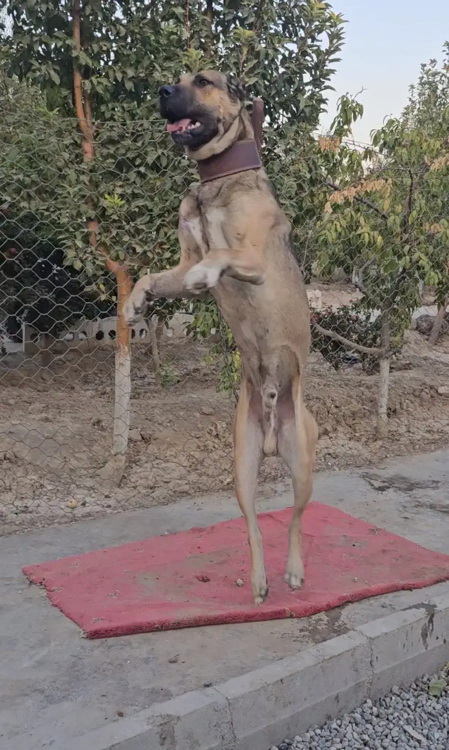 سگ سرابی ۱۴ماهه نر|سگ|ماهدشت, |دیوار