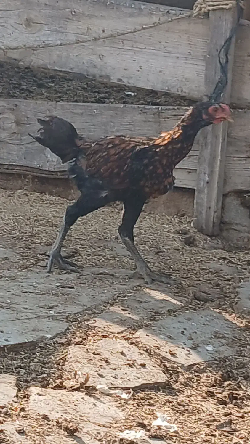 مرغ و جوجه|حیوانات مزرعه|گمیشان, |دیوار