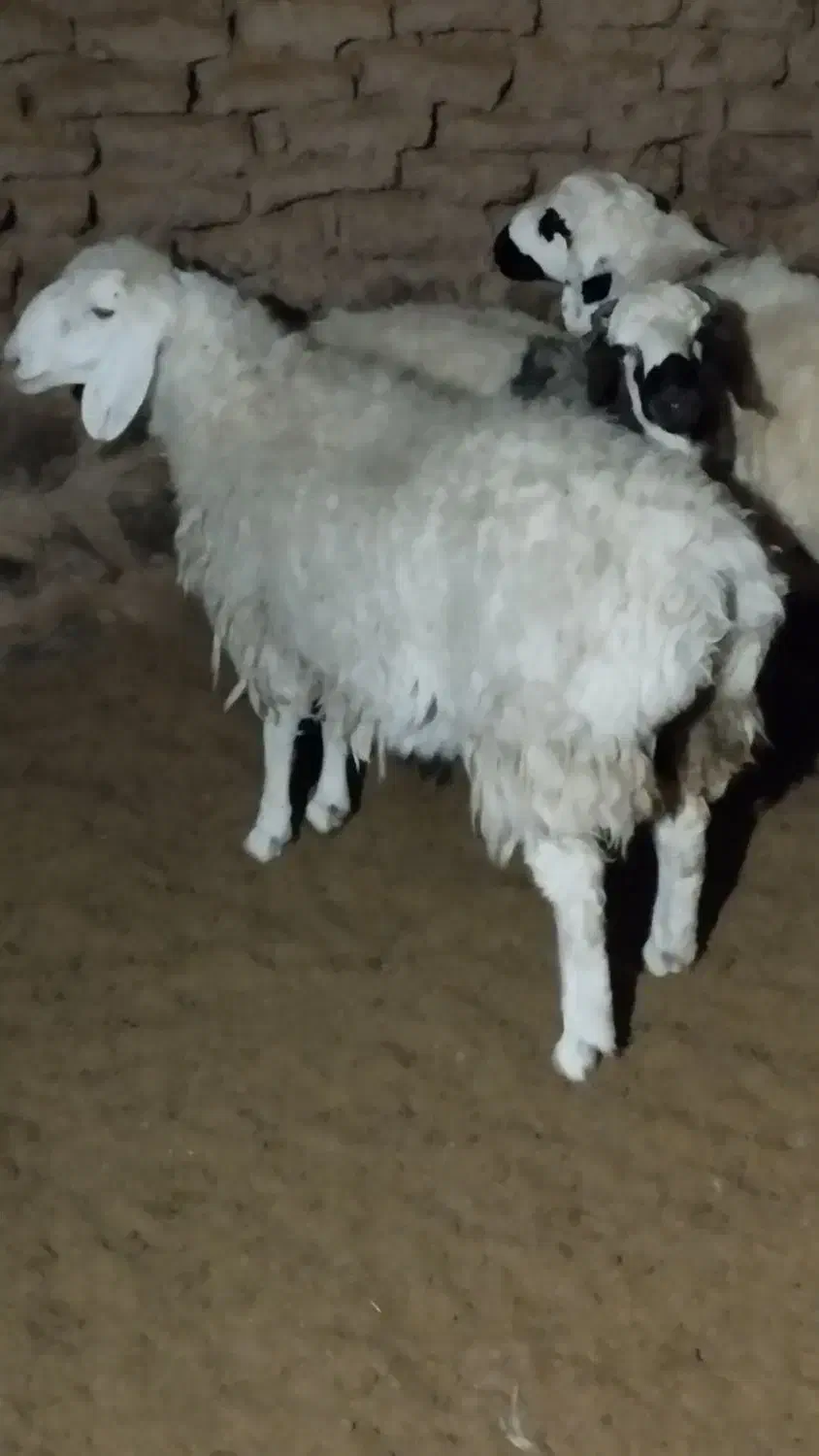 بره|حیوانات مزرعه|مود, |دیوار