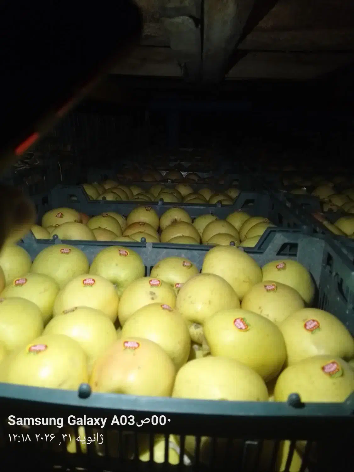 سیب زرد|خدمات باغبانی و درختکاری|صومای برادوست, |دیوار