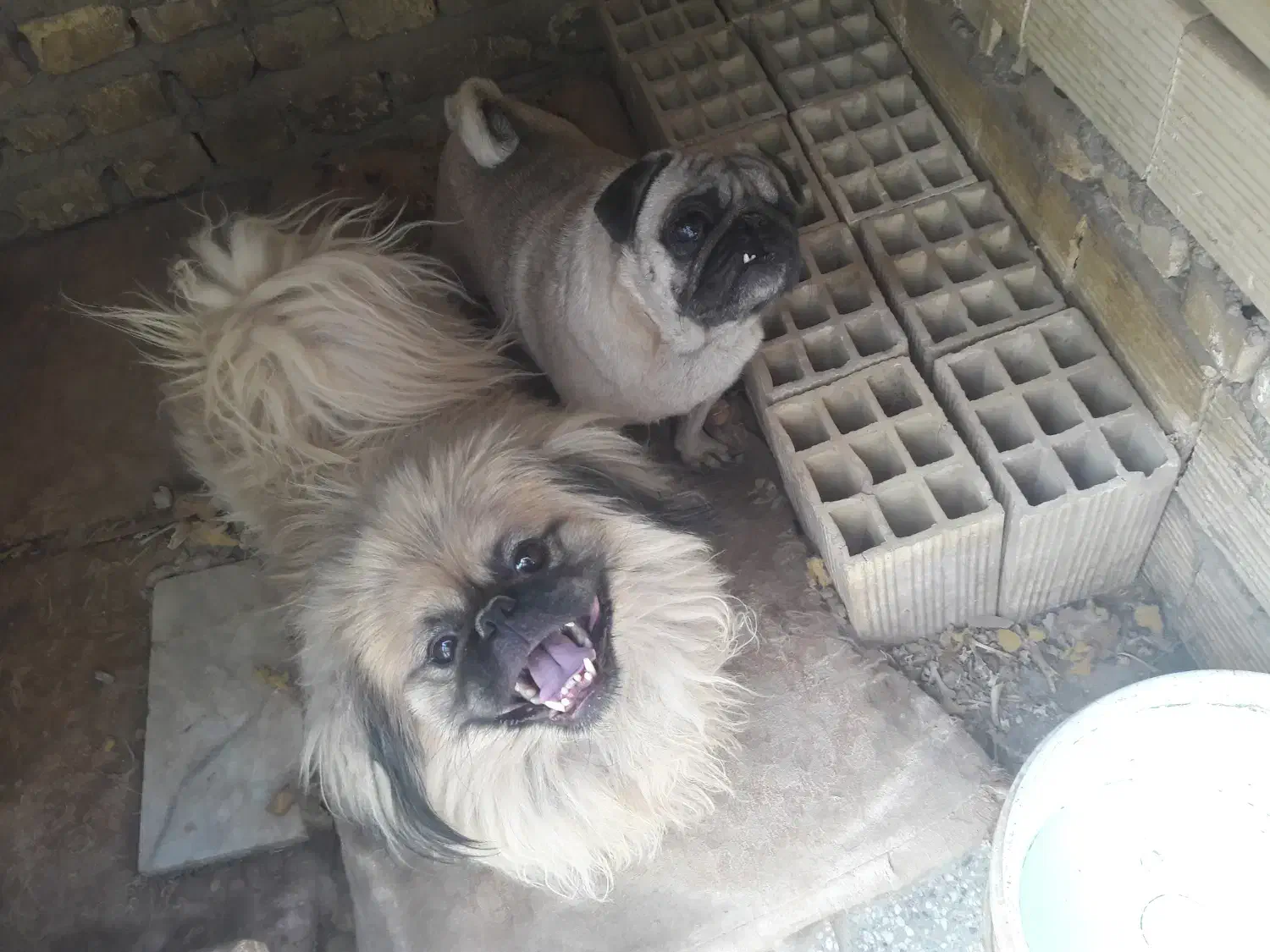 دو قلاده سگ پاکوتاه|سگ|یزد, |دیوار