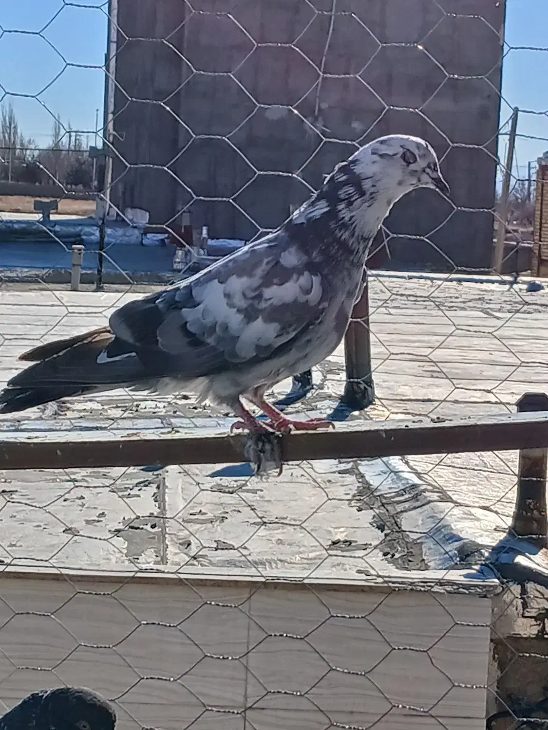 کبوتر ماده|پرنده|ابهر, |دیوار