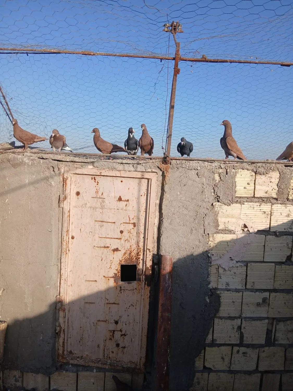 کفتر|پرنده|رفسنجان, |دیوار