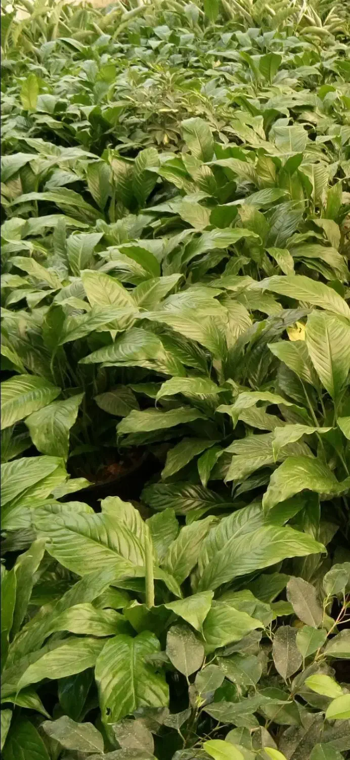 کاج اسباتی شفلورا برگ انجیری بابا آدم|گل و گیاه طبیعی|سلمان‌شهر, |دیوار