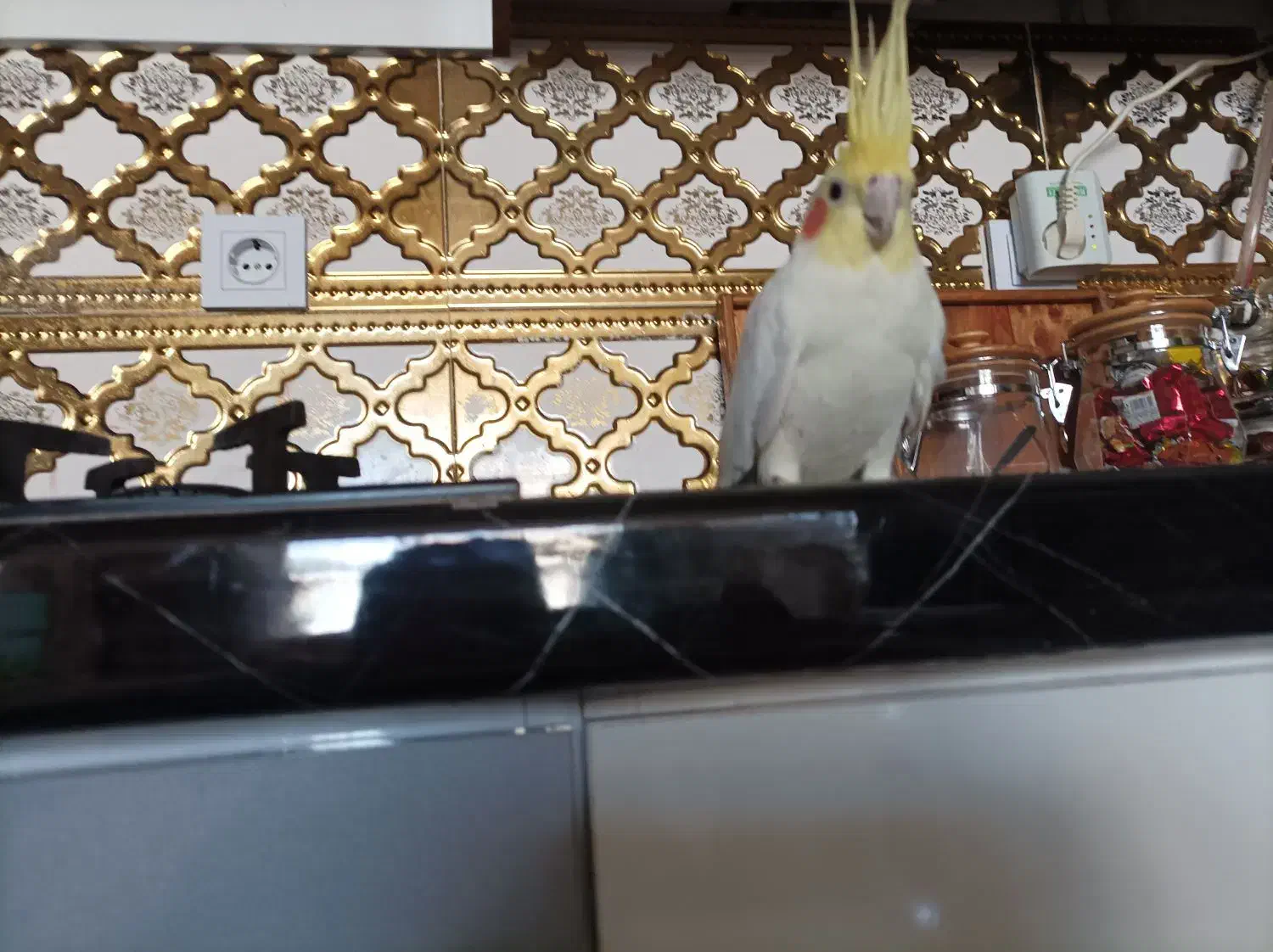 عروس هلندی|پرنده|مشهد, ابوذر|دیوار