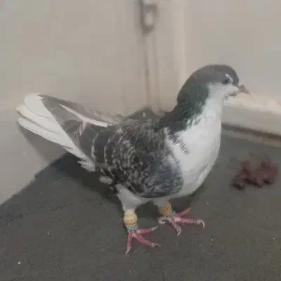 کبوتر|پرنده|مرودشت, ژیان|دیوار