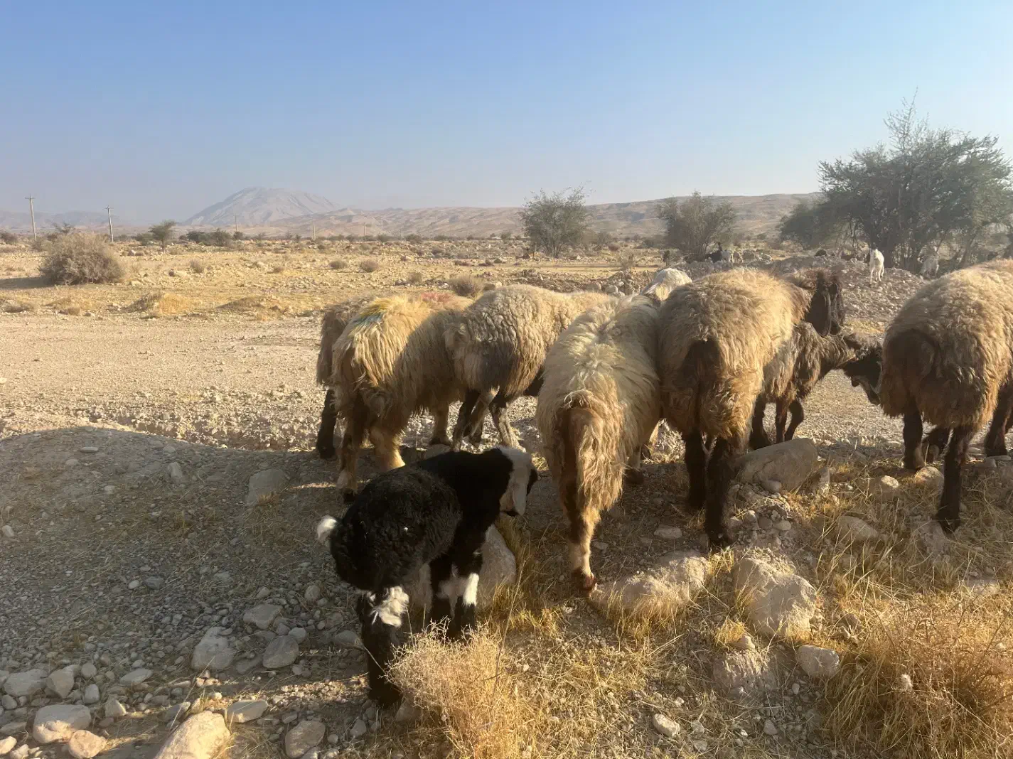 فروش40راس میش گوسفند ترکی بختیاری بره دار|حیوانات مزرعه|کازرون, |دیوار