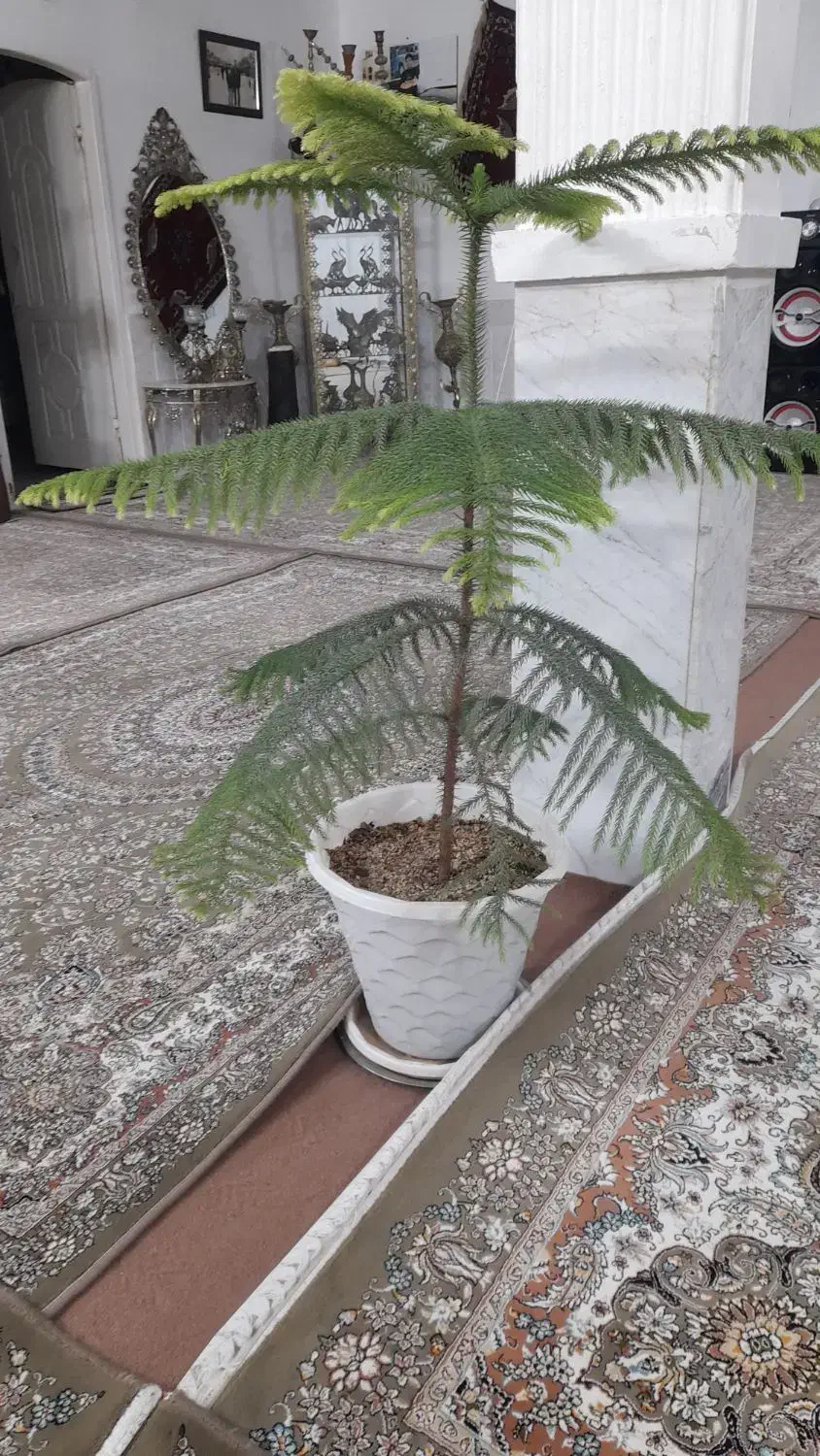 گل مطبق|گل و گیاه طبیعی|تربتحیدریه, سرمحله|دیوار