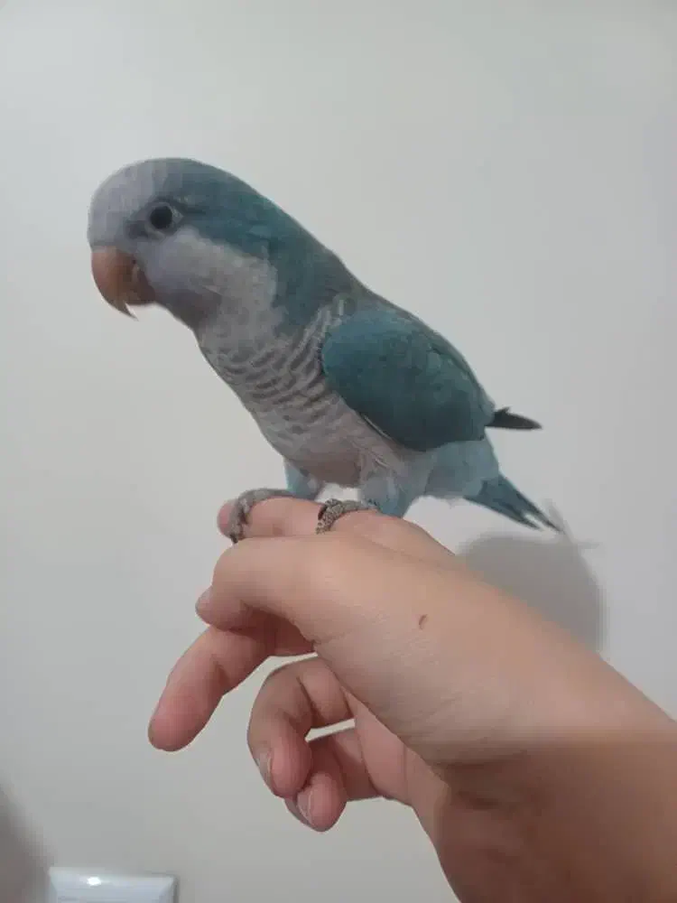 راهب و گرین چیک و مرغ مینا|پرنده|قم, قلعه کامکار|دیوار