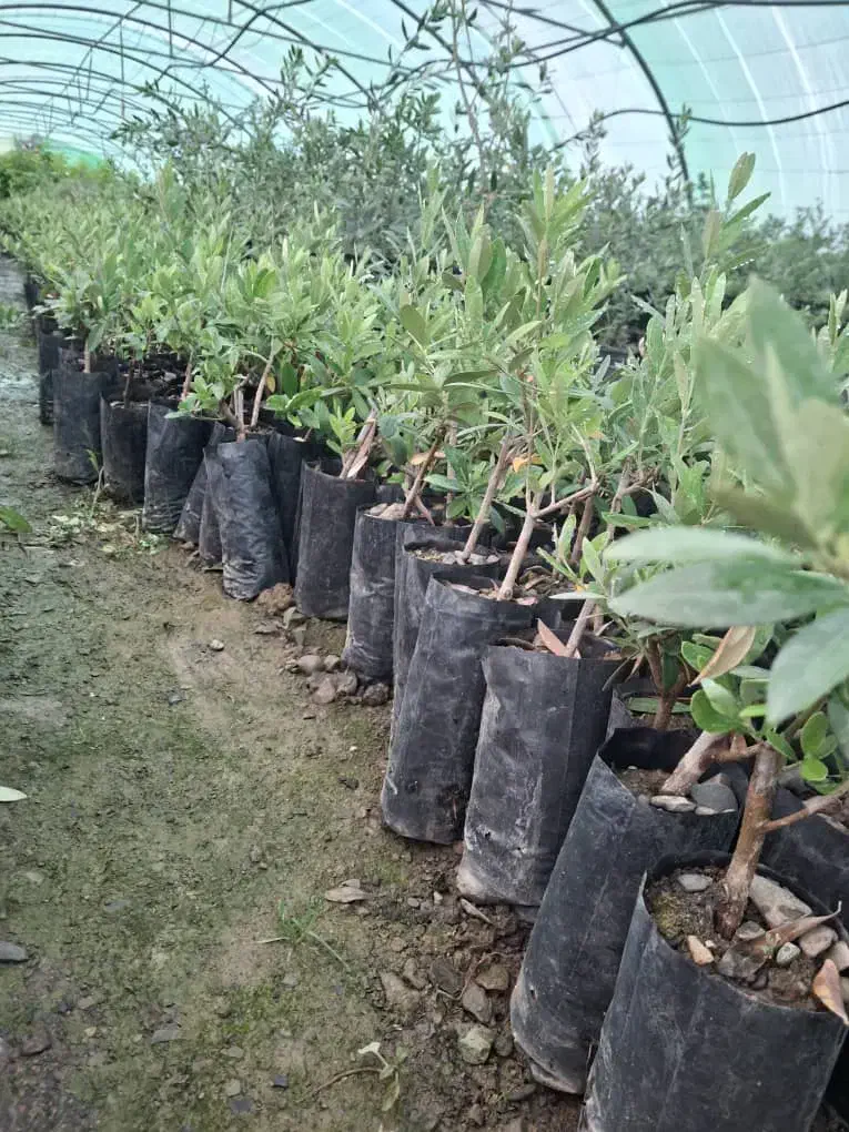 باغبانی و سمپاشی و فروش نهال|گل و گیاه طبیعی|ورامین, ورامین|دیوار