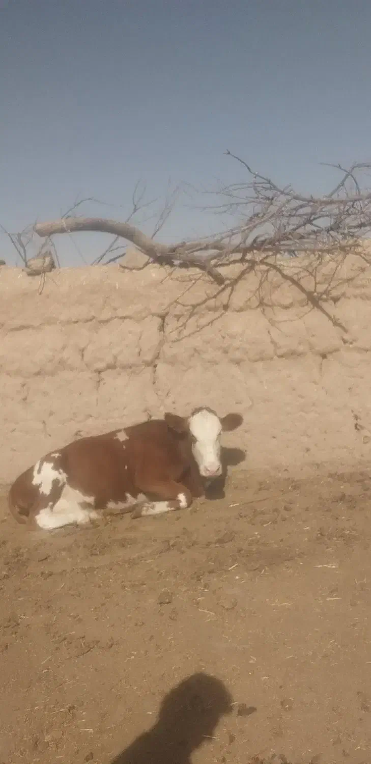 گوساله|حیوانات مزرعه|تربت جام, شاهد|دیوار