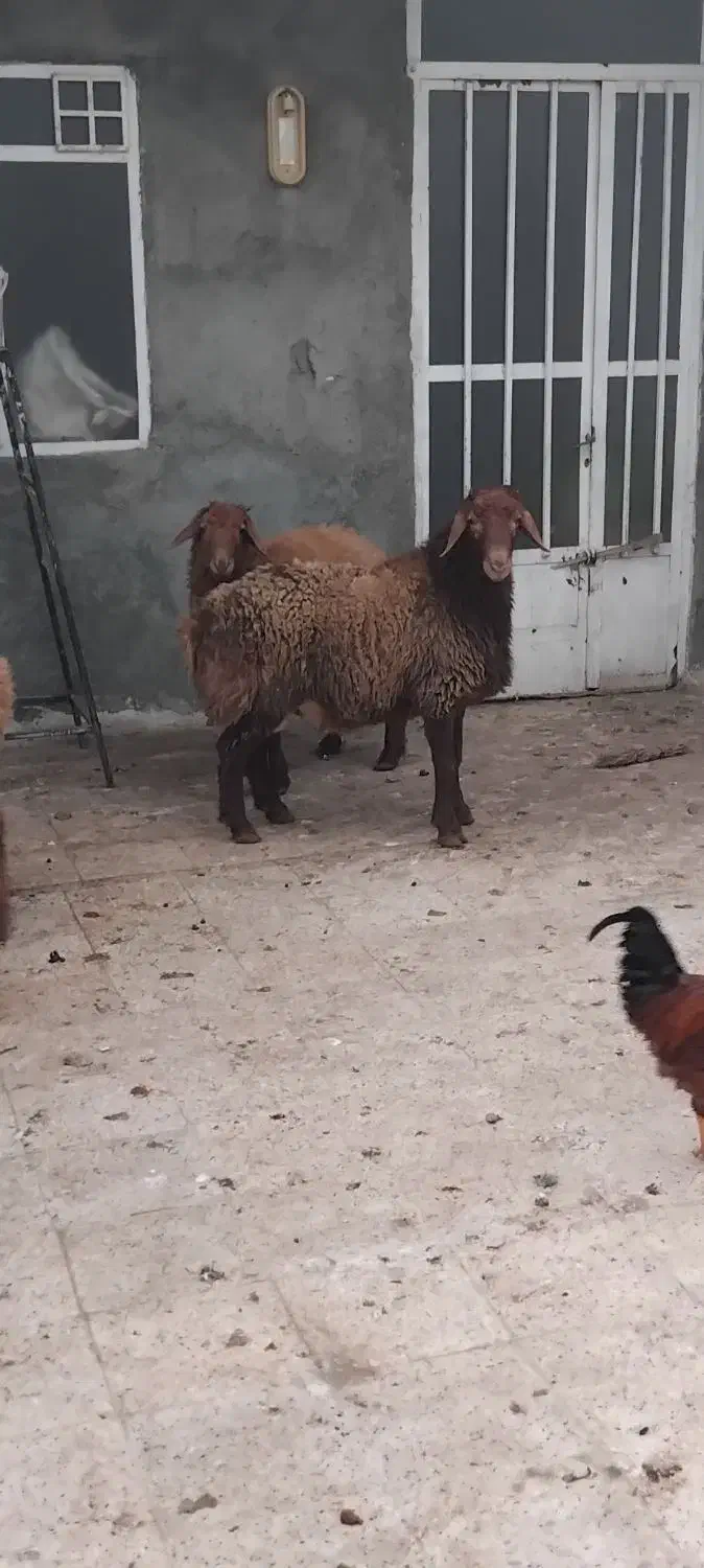 بره نر چاق خونی|حیوانات مزرعه|مشهد, بهمن|دیوار