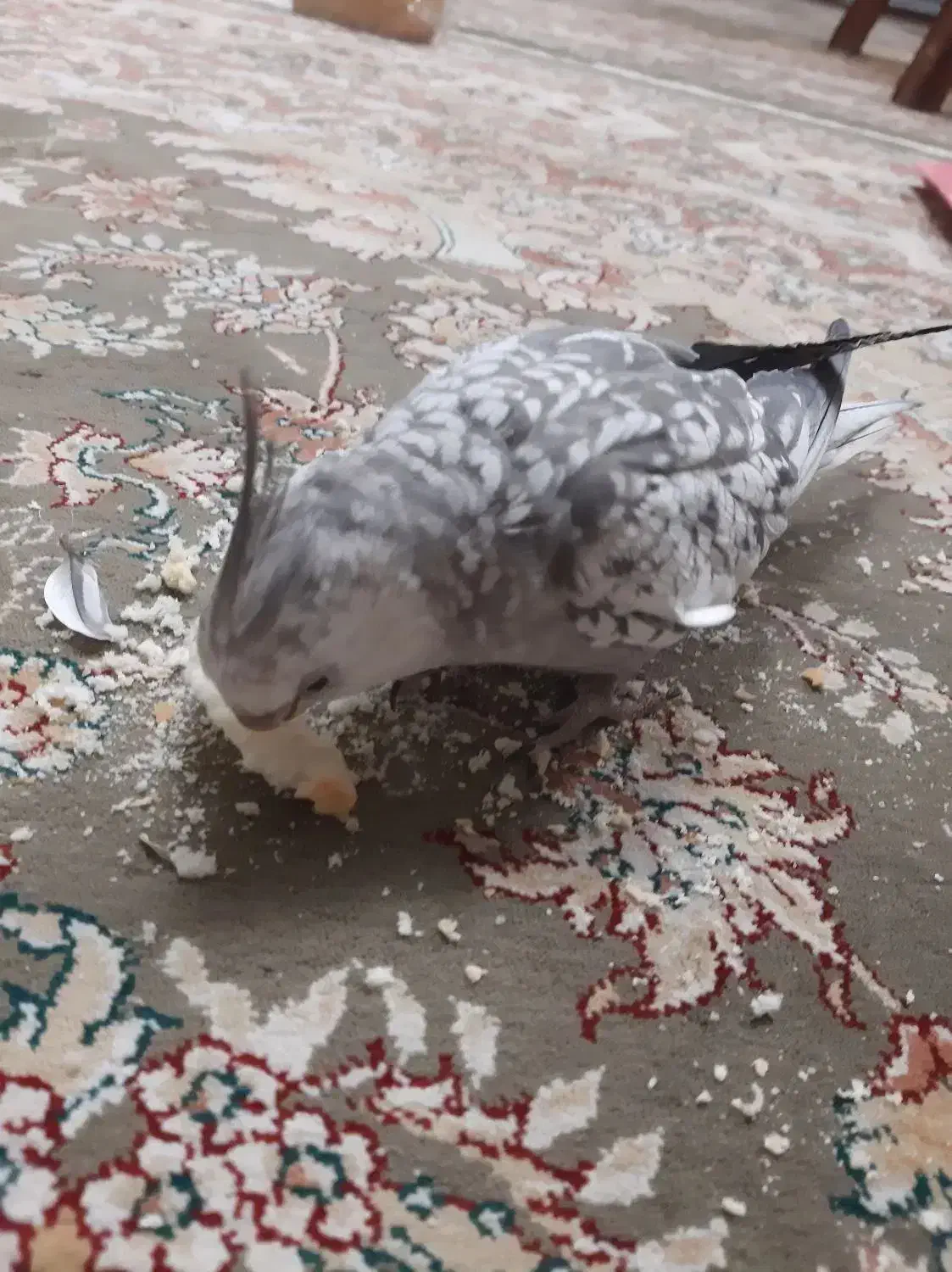 عروس هلندی|حیوانات|دهاقان, |دیوار