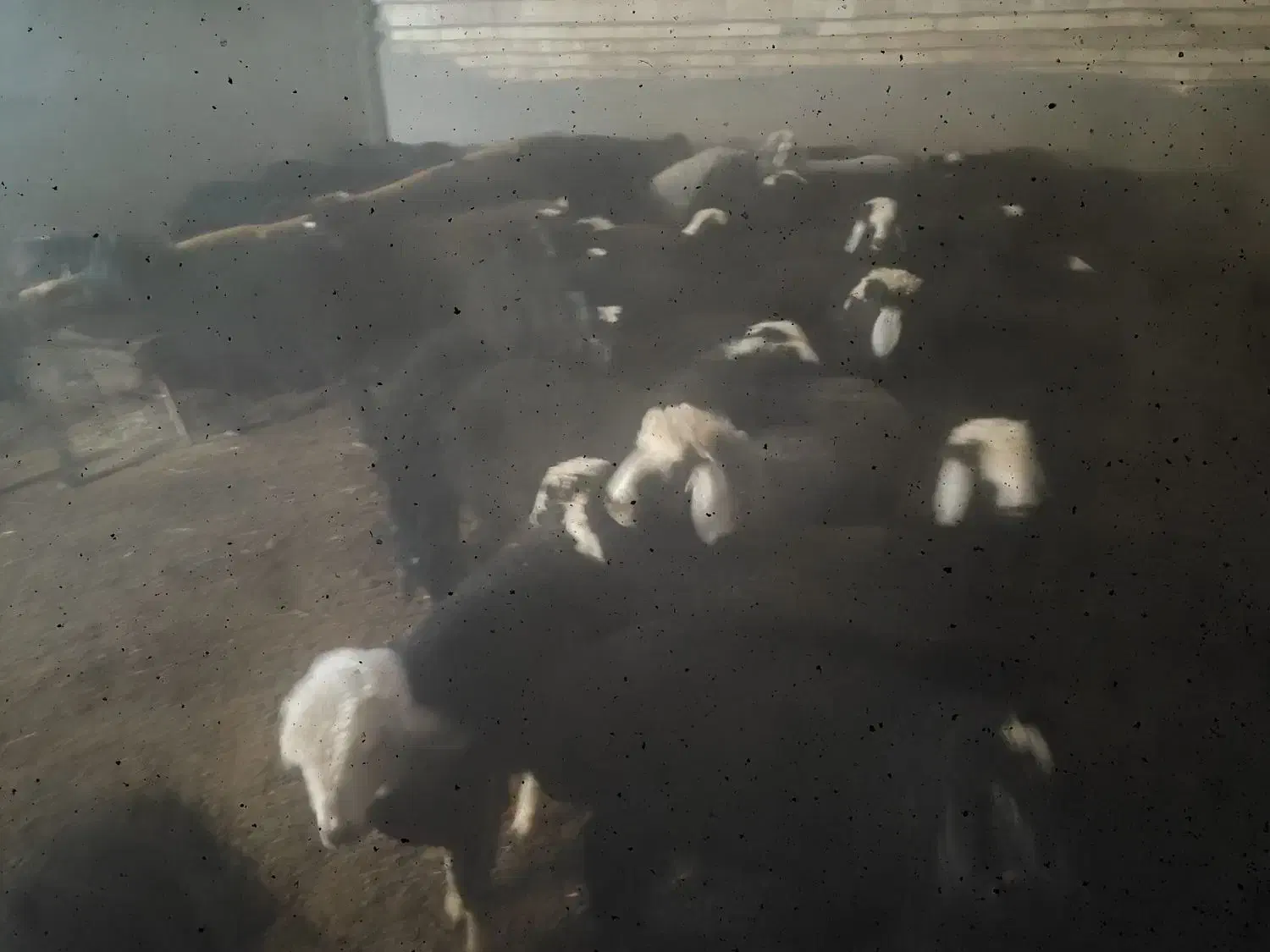 قیمت 800گیلولی.|حیوانات مزرعه|بوئین زهرا, |دیوار