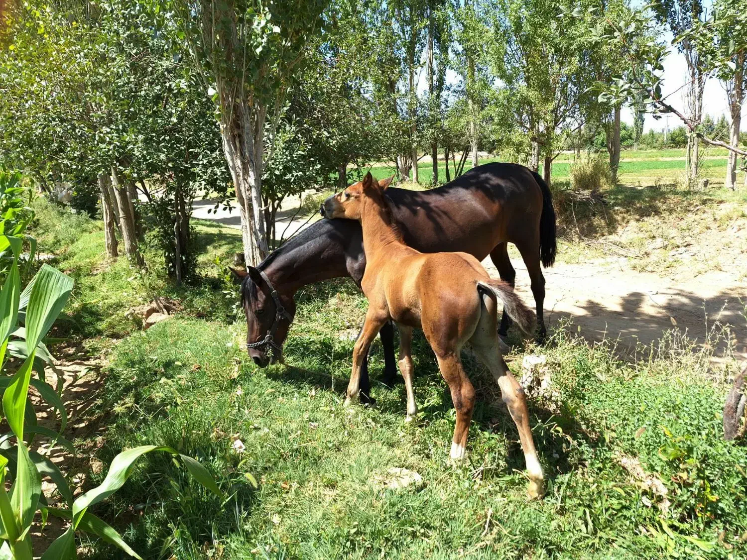 فروش مادیان خیلی نجیب آرام|اسب و تجهیزات اسب‌سواری|گلپایگان, |دیوار