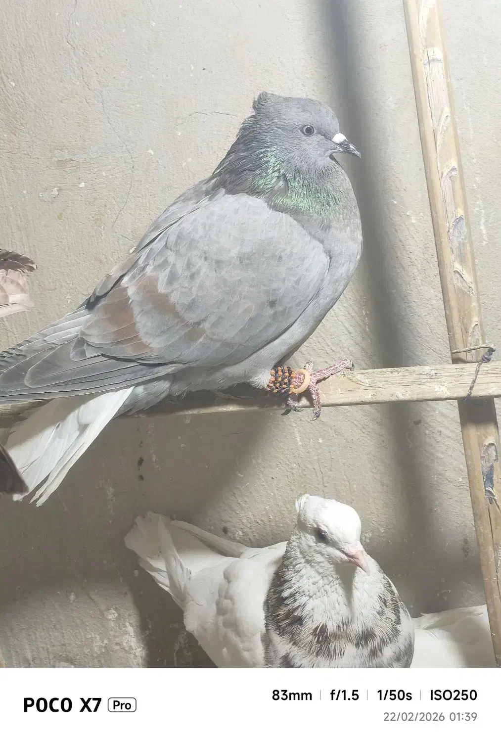 کبوتر|پرنده|سراوان, |دیوار