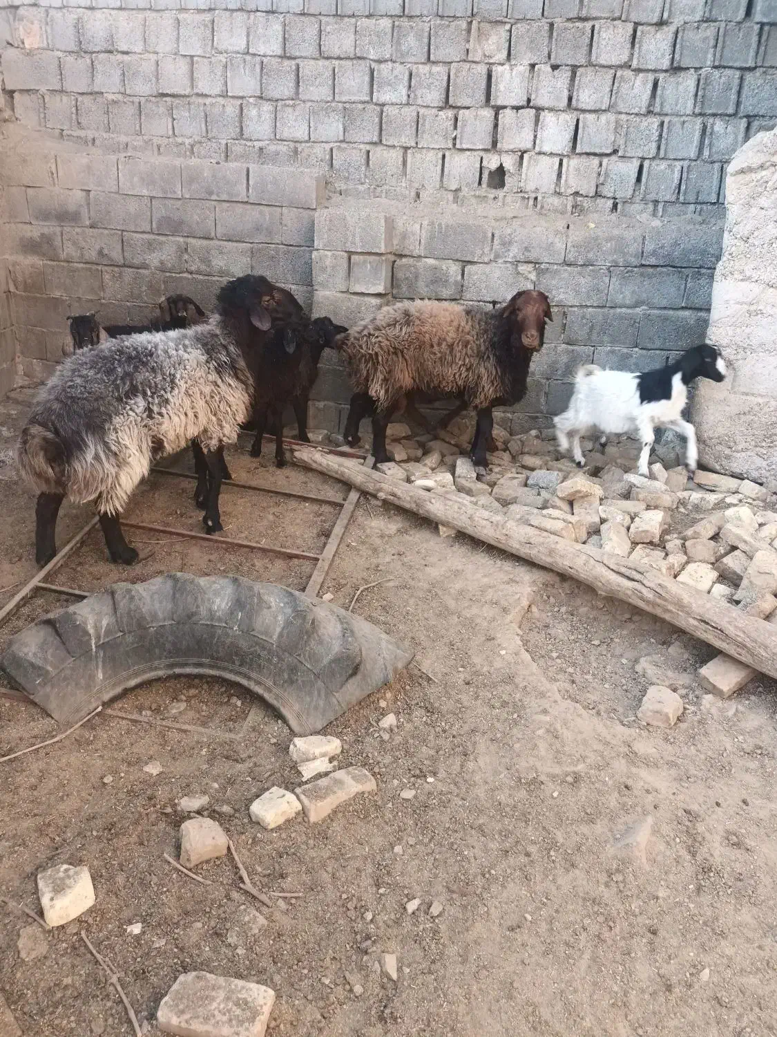 قوچ همو|حیوانات مزرعه|جغتای, |دیوار