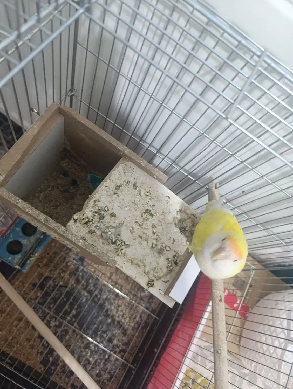 یک جف کوتوله برزیلی ب شرط مولد|پرنده|شهرکرد, |دیوار