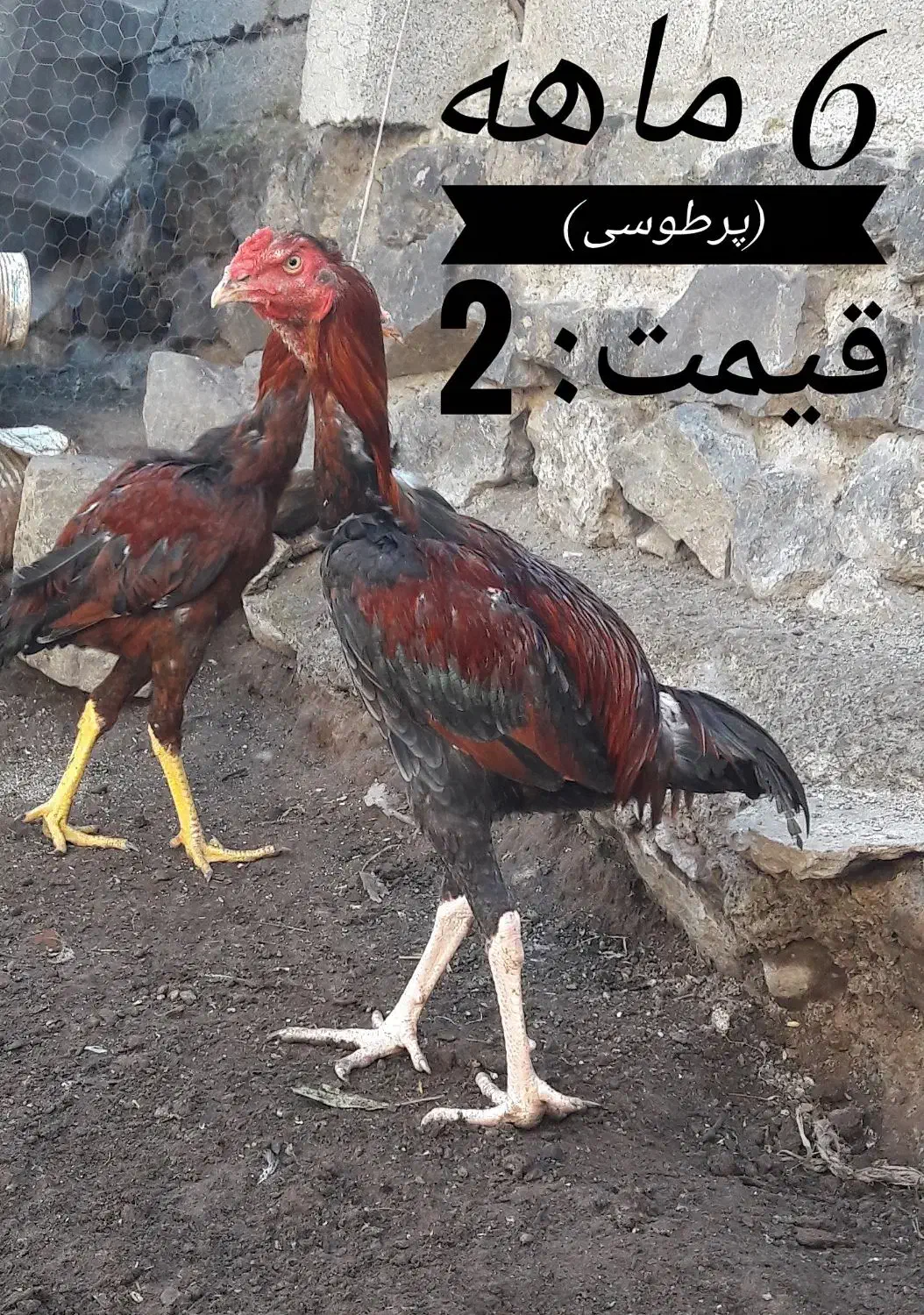 انواع جوجه لاری و خروس (نمین)|حیوانات مزرعه|اردبیل, |دیوار