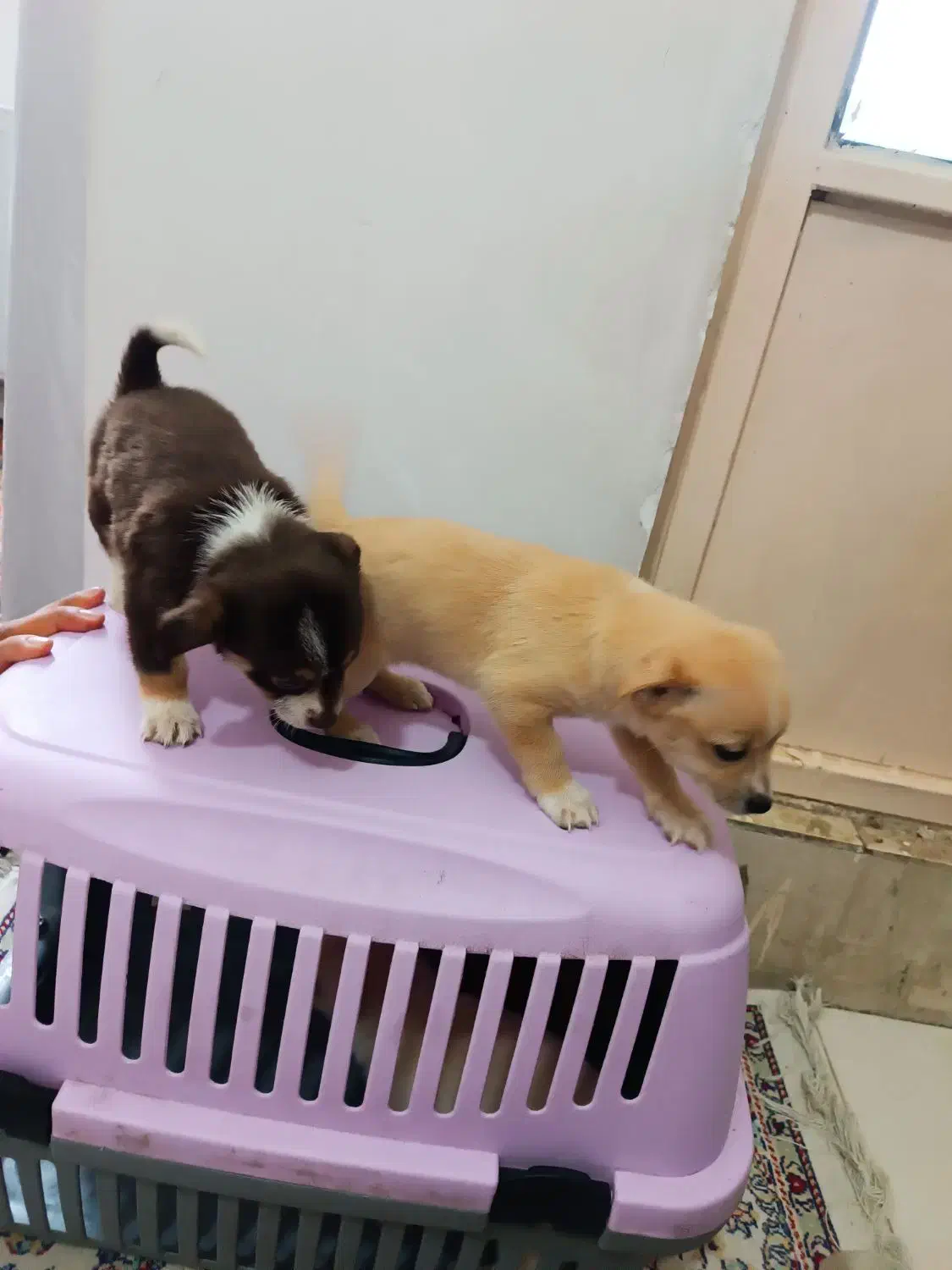 توله شیواوا|سگ|قرچک, پویینک|دیوار