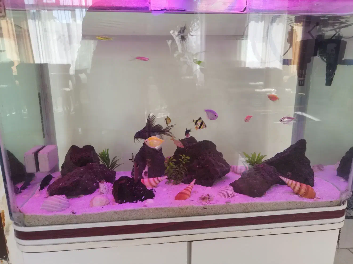 آکواریوم|ماهی|خوی, |دیوار