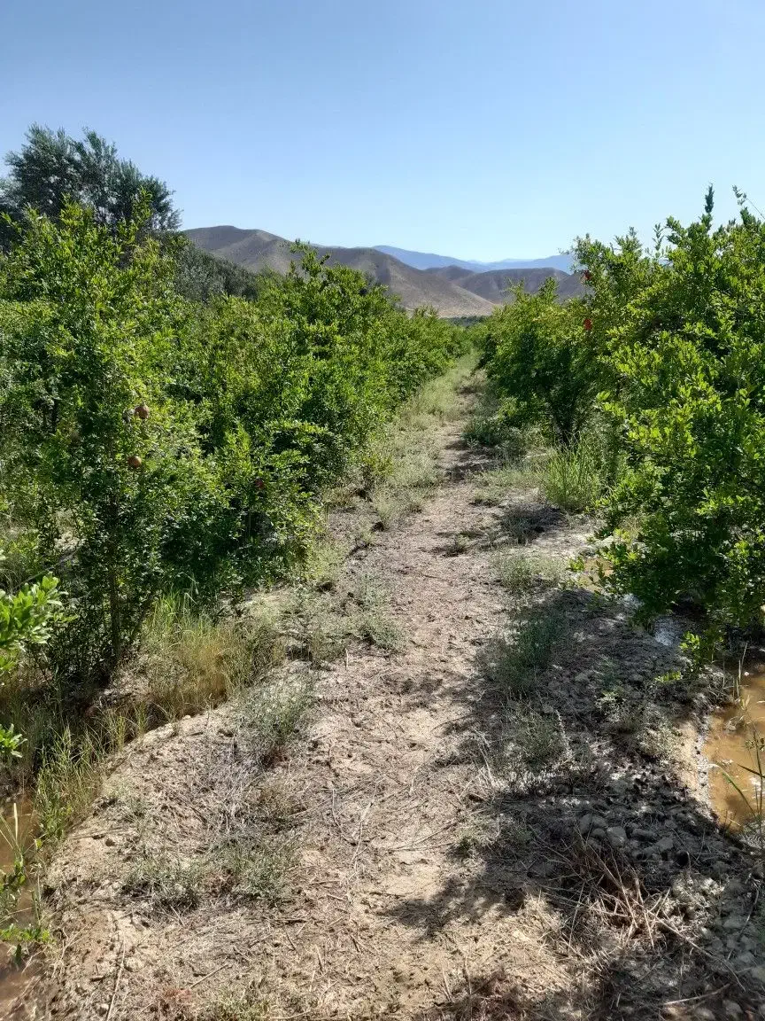 باغ در طارم . آستاکل بر جاده اصلی|فروش زمین و ملک کلنگی|طارم, |دیوار