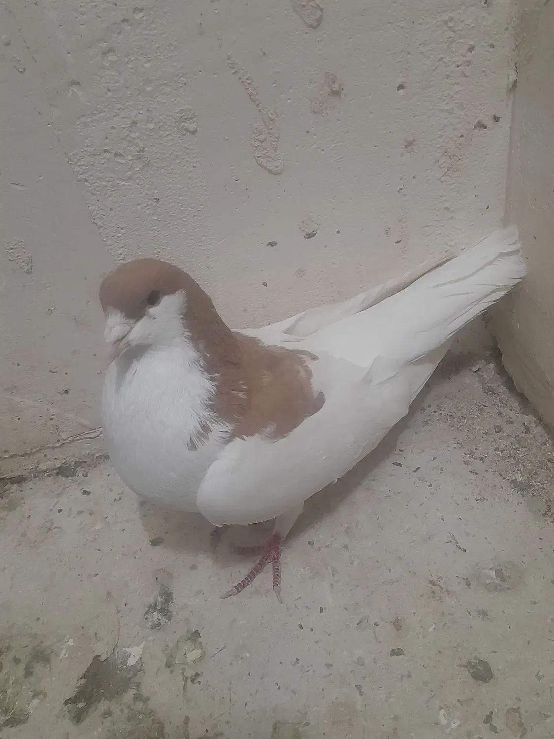 کفتر شصی|پرنده|محمدیه-قزوین, |دیوار