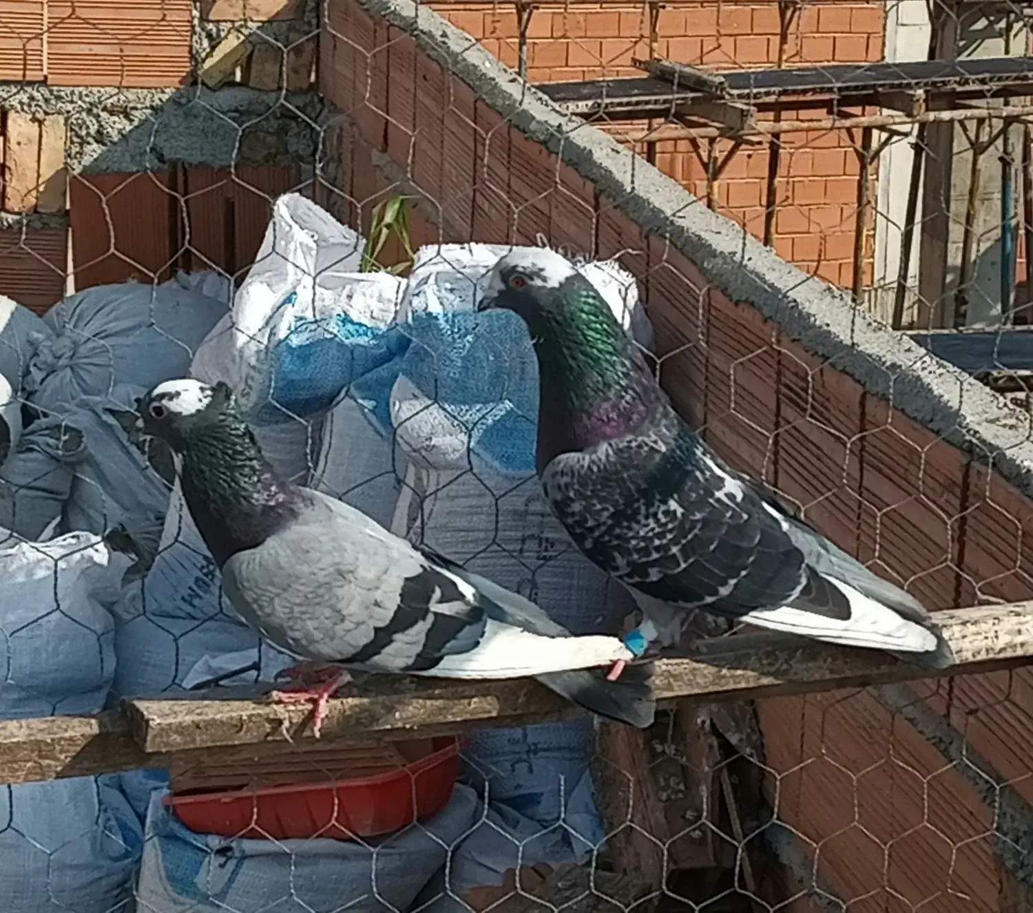 کبوتر پرشی|پرنده|ساری, |دیوار