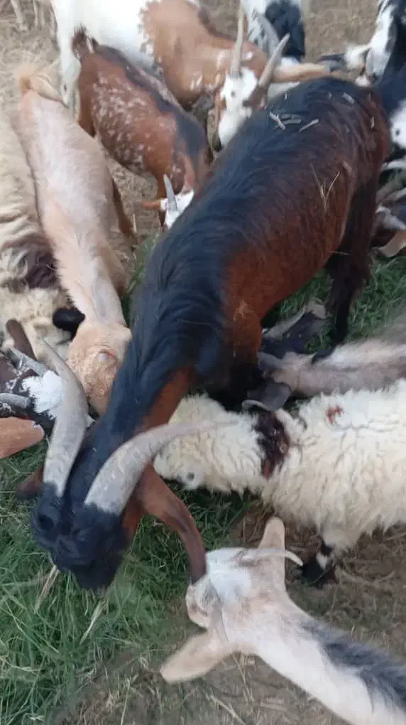 کهره و بره و بز نزار و گوسفند|حیوانات مزرعه|بندرعباس, |دیوار